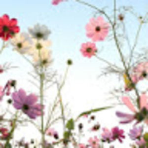 Meet your Posher, Ivan.sanela